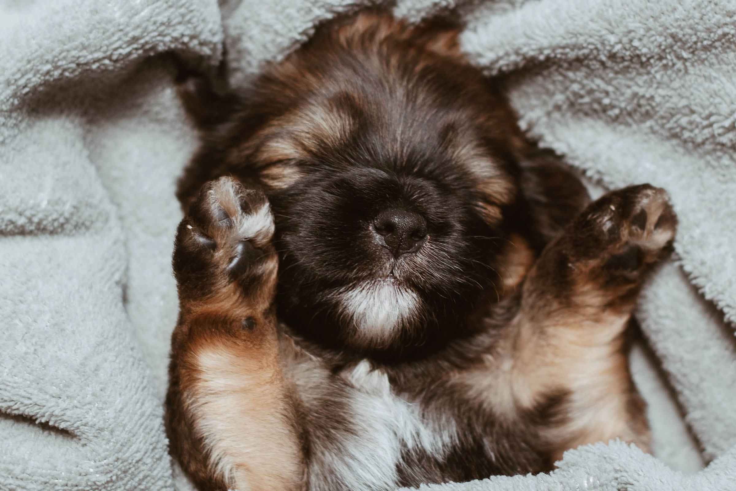 Brown puppy sleeping on a grey blanket
