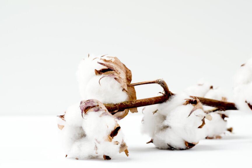 Cotton plant on white background